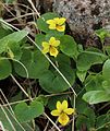 Plants in Mount Haku