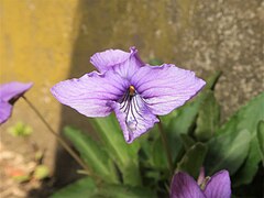 花は青紫色。花弁の縁は波状になり、側弁の基部はふつう無毛。花柱は太いカマキリの頭形になる。