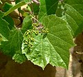 Vitis arizonica