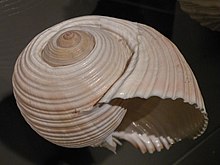 A shell of Tonna galea WLA hmns Tonna galea Giant Tun.jpg