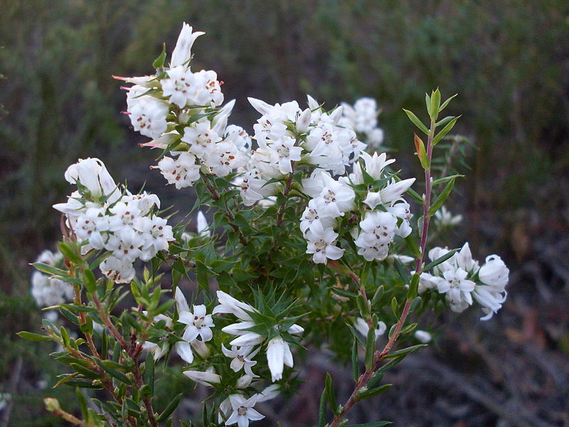 File:Wallum Heath or NSW Coral Heath (3474580441).jpg