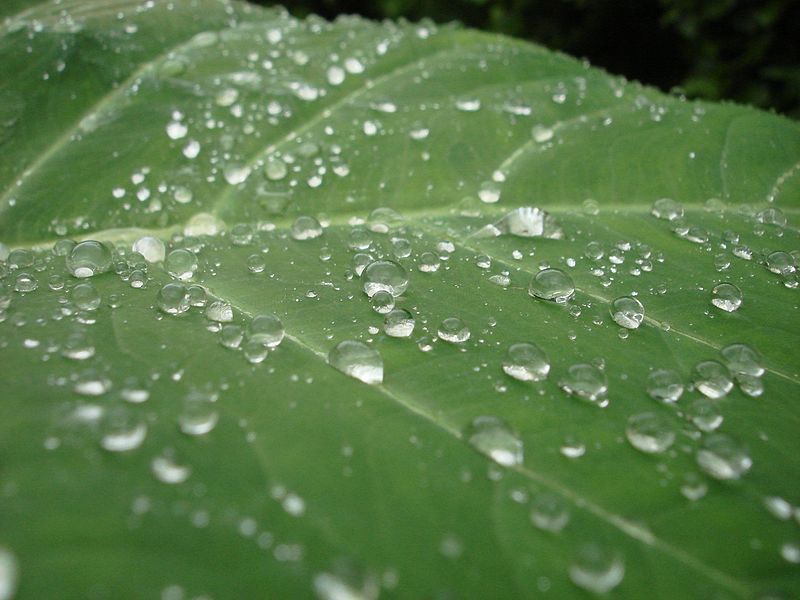 File:Water droplets on leaf.jpg