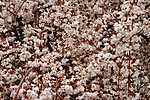 Thumbnail for File:Weeping-cherry-tree-bloom - West Virginia - ForestWander.jpg