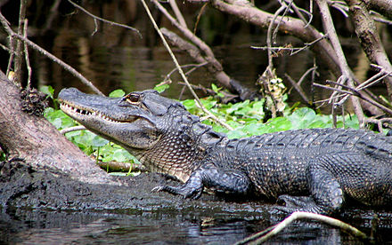 A young alligator near the spring run