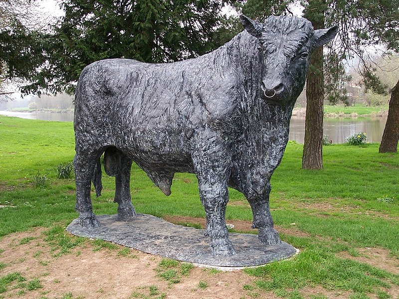 File:Welsh-black-bull-builth-wells-2.jpg