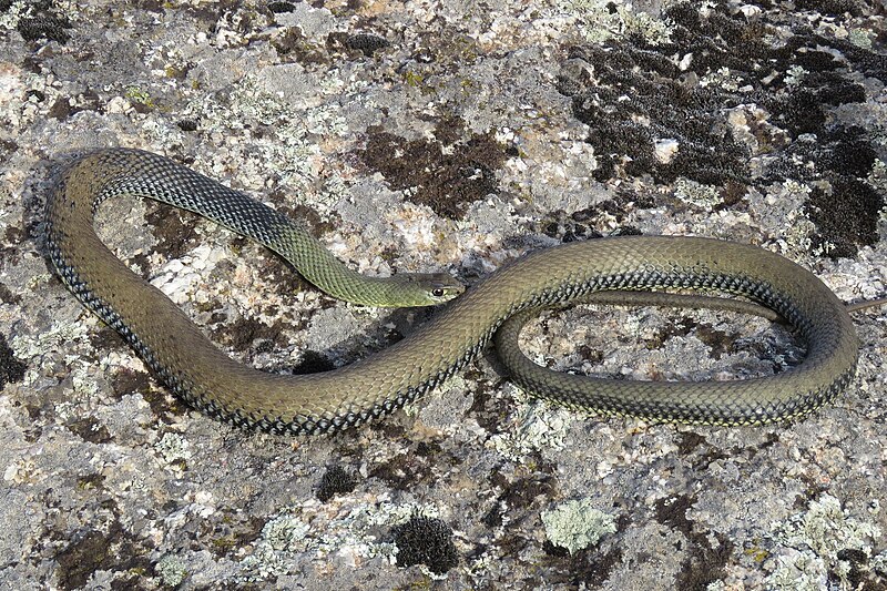 File:Western Montpellier Snake (Malpolon monspessulanus).jpg