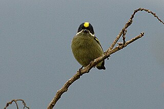 Western tinkerbird Species of bird