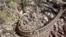 Arquivo: Western patch-nosed snake.webm