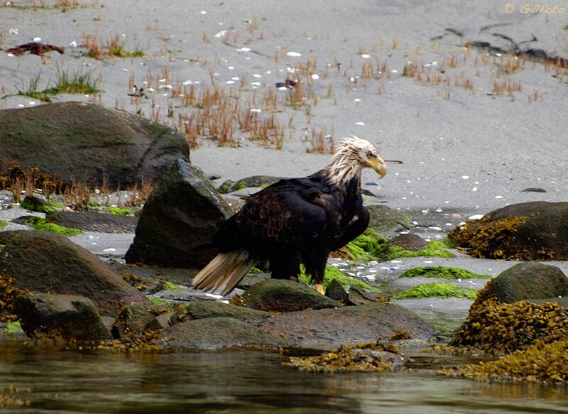 File:Wet Eagle on the beach (4206998775).jpg