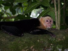 Foto: Macaco Branco-throated Juvenile de Capuchin (capuchinus de Cebus)