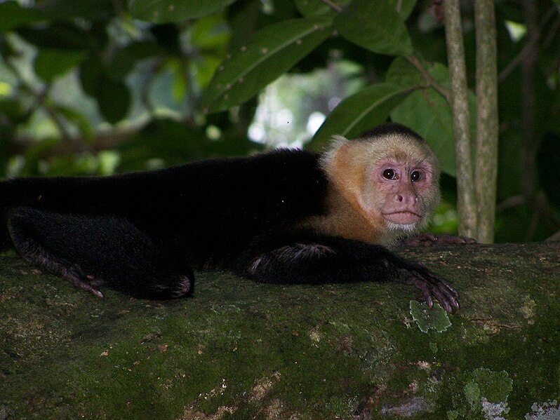 File:White-faced Capuchin 1.jpeg