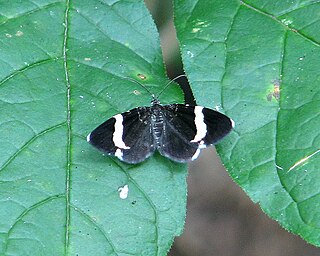 <i>Trichodezia albovittata</i> Species of moth