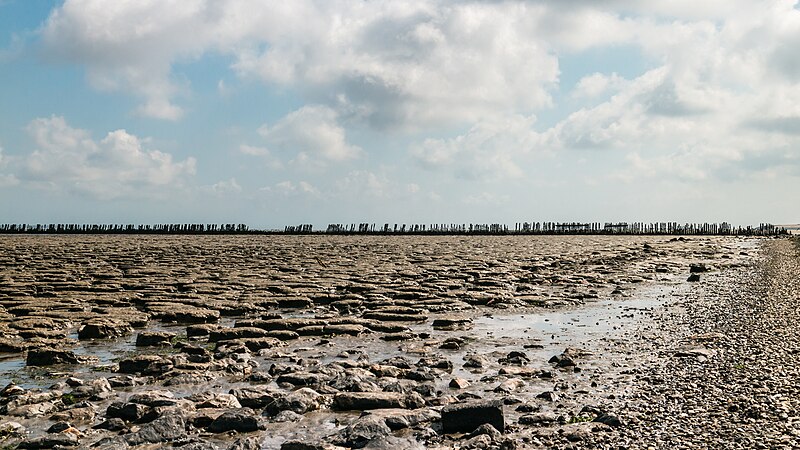 File:Wierum (Noardeast-Fryslân), 10-07-2023. (d.j.b) 04.jpg