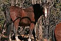 Ein wildes Pferd, braun, schaut in einem Wald in die Kamera.