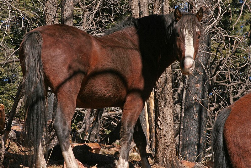 File:Wild Horse (Mustang) in the Sacramento Mountains of New Mexico, United States.jpg