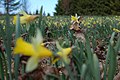 Wild daffodils in Tartumaa last day of April 2022 05.jpg