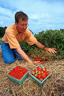 Photographie d'une homme à genoux dans les fraisiers.