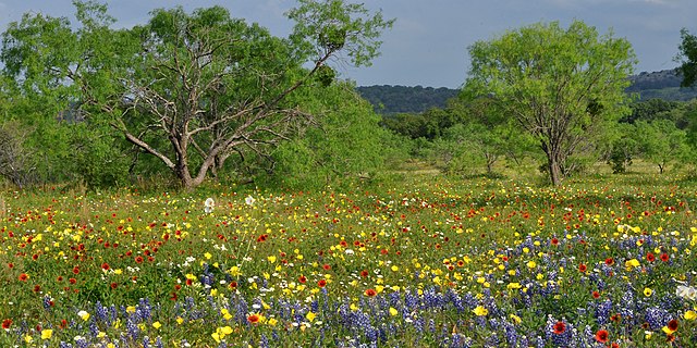 Wildflowers on ranchland, State Highway 965, Llano County (13 April 2012)