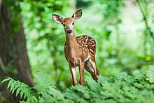 Wildlife-1367217.jpg