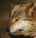 Thumbnail for File:Wolf-portrait.jpg