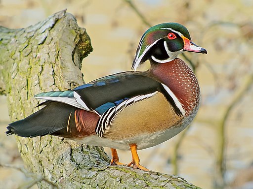 Wood Duck (Aix sponsa), Parc du Rouge-Cloître, Brussels
