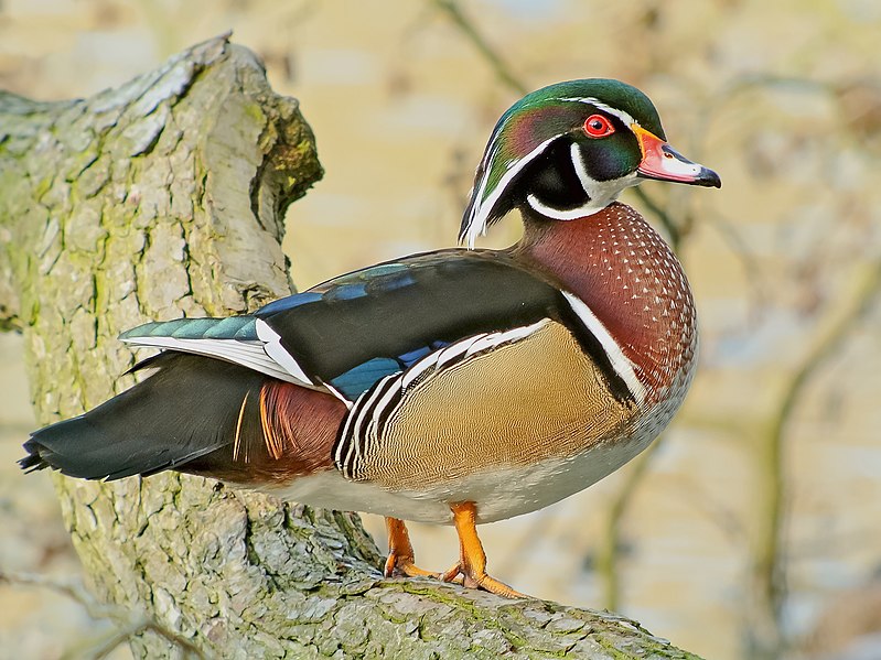 File:Wood Duck (Aix sponsa), Parc du Rouge-Cloître, Brussels.jpg