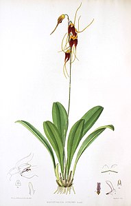 Masdevallia schlimii