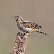 Wryneck