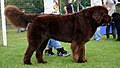 Polski: Nowofundland na Krajowej Wystawie Psów Rasowych w Rybniku-Kamieniu. English: Newfoundland during Dogs Show in Rybnik.