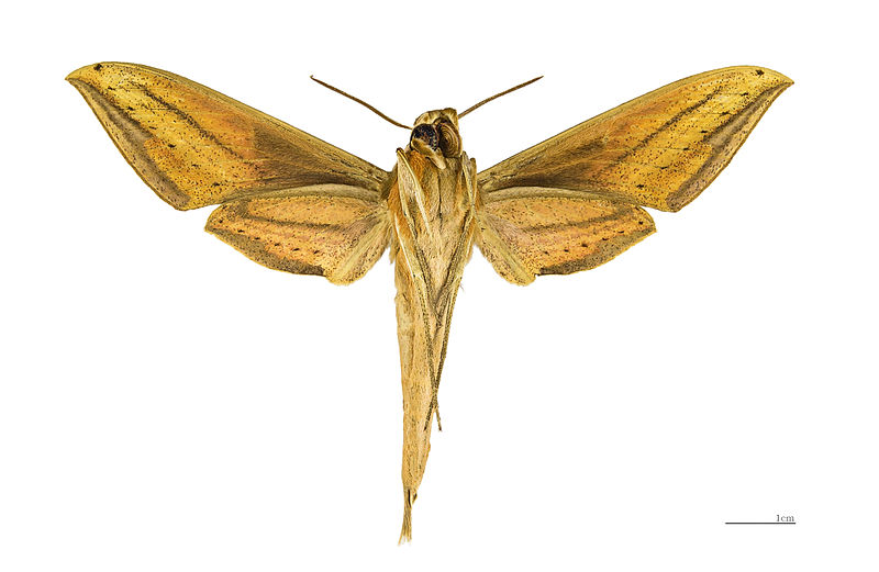 File:Xylophanes neoptolemus MHNT ventre.jpg