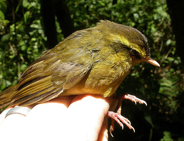 File:Yellow-browed Oxylabes imported from iNaturalist photo 2955121 on 12 April 2022.jpg