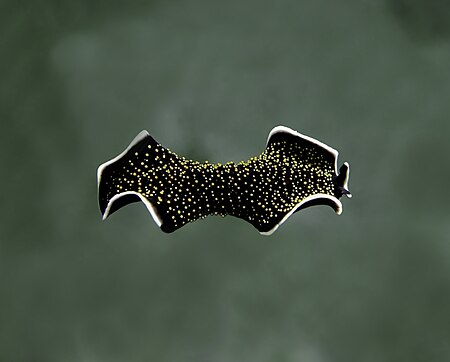 Fail:Yellow papillae flatworm (Thysanozoon nigropapillosum).jpg