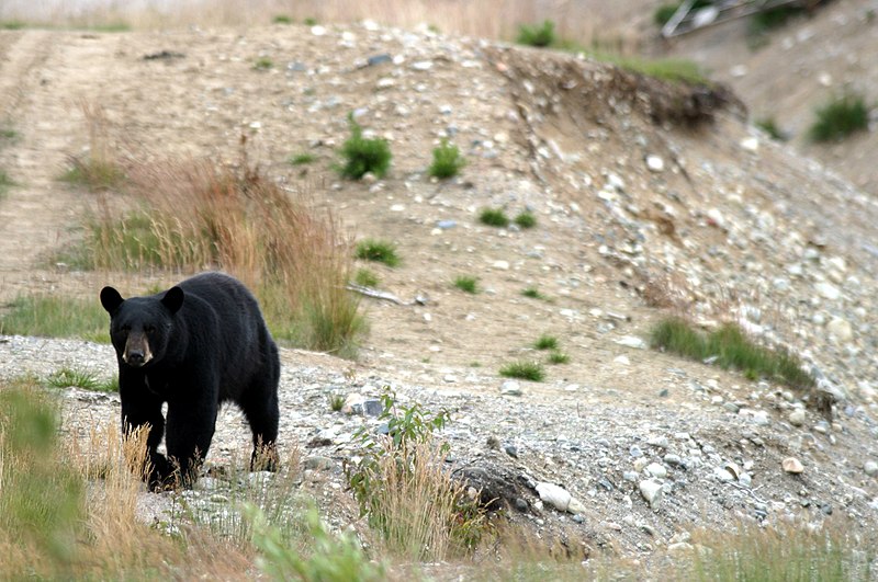 File:Young black bear.jpg