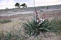 Yucca gloriosa 2.jpg