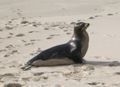 A Galápagos Sea Lion on the beach (Zalophus californianus wollebaeki)