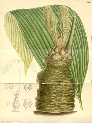 <i>Zamia wallisii</i> Species of cycad