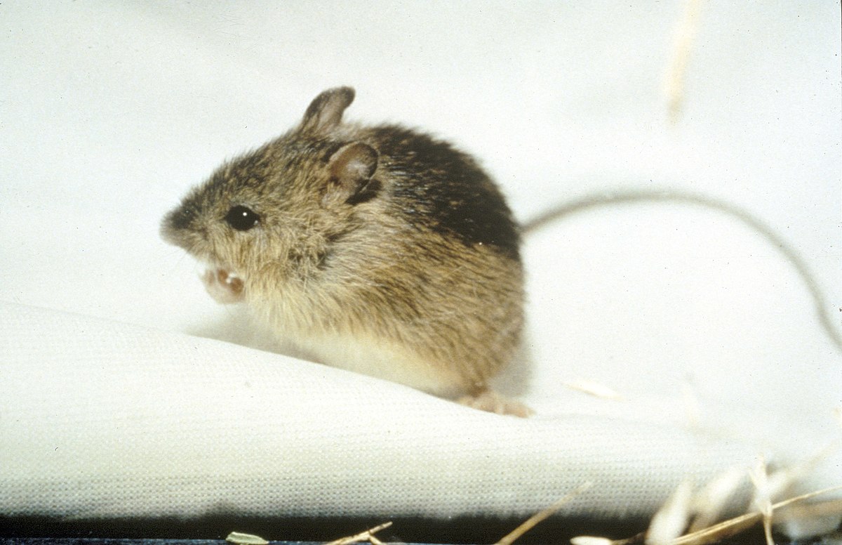 Meadow jumping mouse - Wikipedia