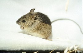 A living Zapus hudsonius, or meadow jumping mouse Zapus hudsonius.jpg