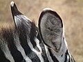 Zebras in Tanzania 4309 Nevit.jpg