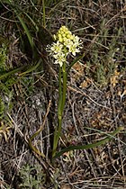   Zigadenus venenosus