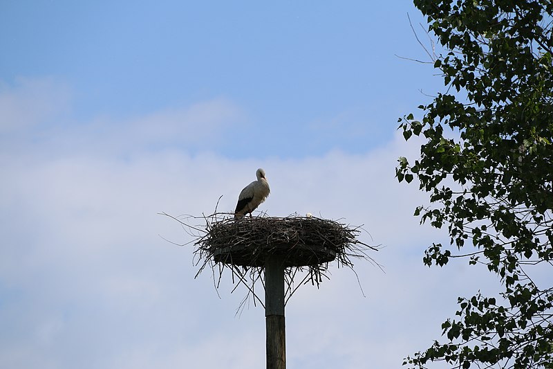 File:Zwin Natuur Park 02.jpg