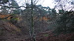 The Lodge RSPB reserve