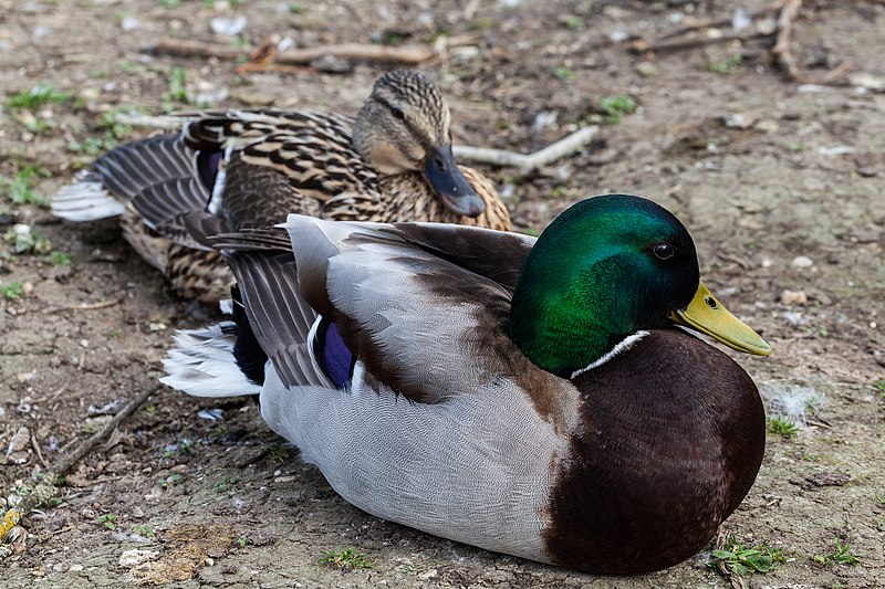 File:Ánade Real (Anas platyrhynchos) en el Palacio de Nymphenburg, Múnich, Alemania, 2013-05-10, DD 02.jpg