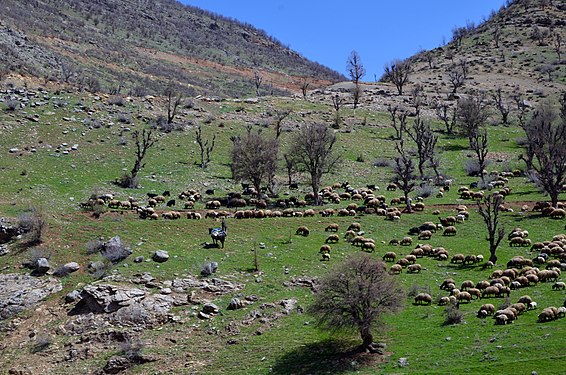 Shepherd and his flock (Çoban ve sürüsü)