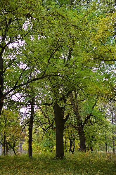 File:Пятничанский парк в Виннице. Фото 8.jpg