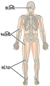 માનવ શરીર નું કંકાળ તંત્ર