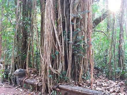 Typical example of aerial roots