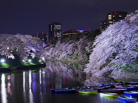 Night Cherry Blossoms at Chidorigafuchi