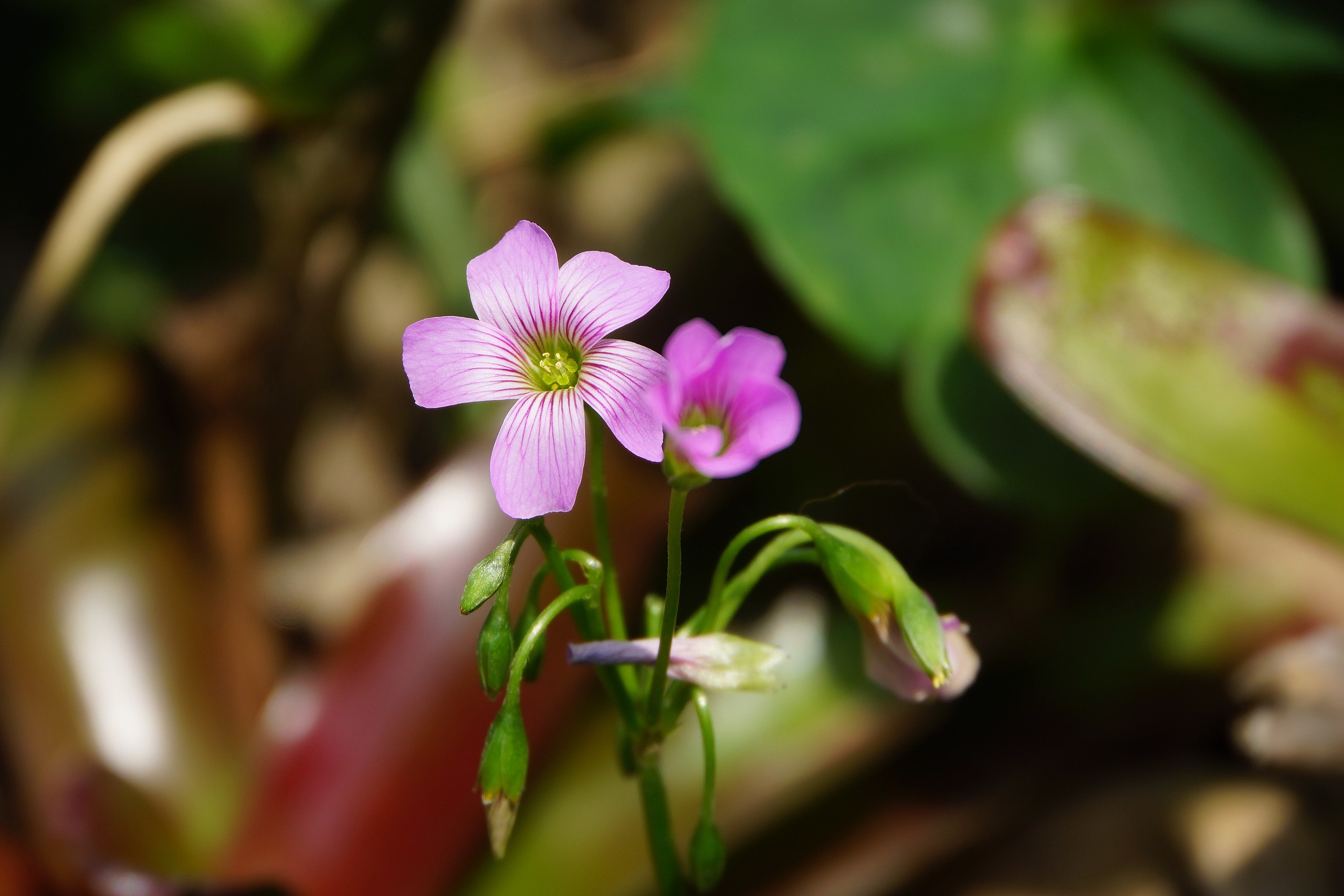 File 紫花酢醬草 Oxalis Corumbosa Panoramio Jpg Wikimedia Commons