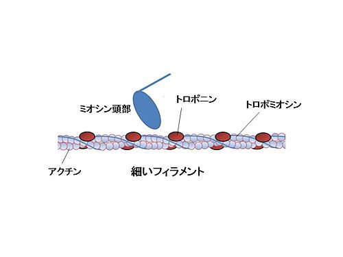 トロポニン Wikipedia